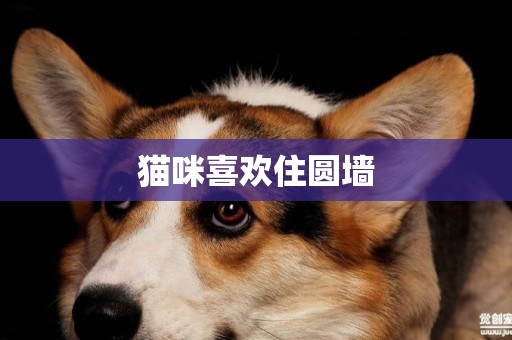 貓咪喜歡住圓墻
