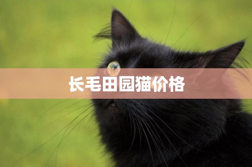長毛田園貓價格