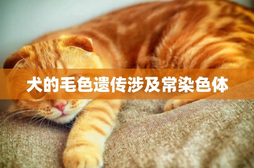 犬的毛色遺傳涉及常染色體