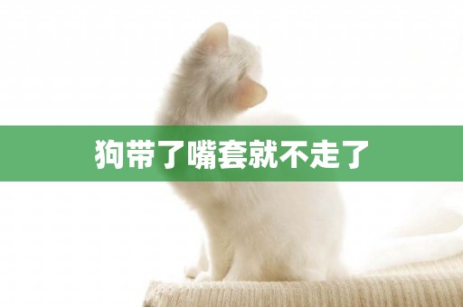 狗帶了嘴套就不走了