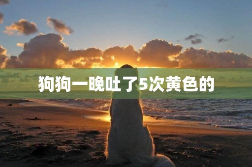 狗狗一晚吐了5次黃色的