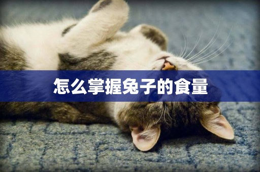 怎么掌握兔子的食量