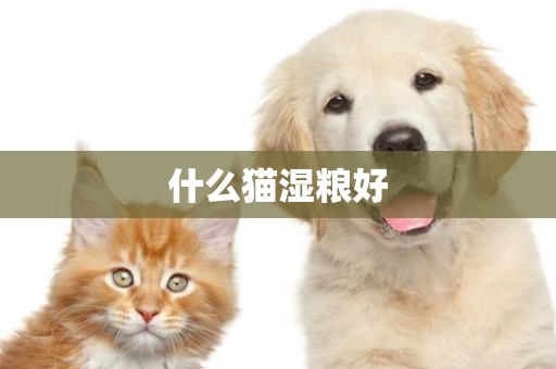 什么貓濕糧好