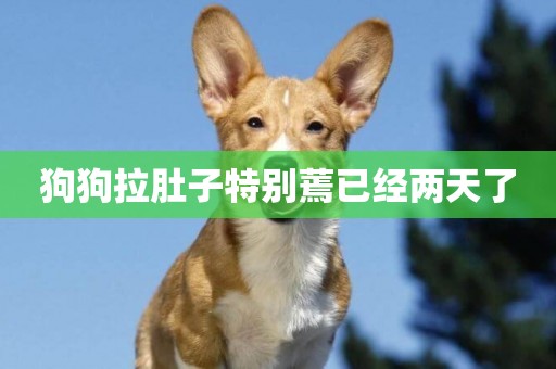 狗狗拉肚子特別蔫已經兩天了