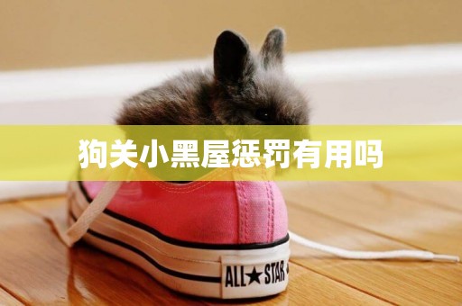 狗關小黑屋懲罰有用嗎