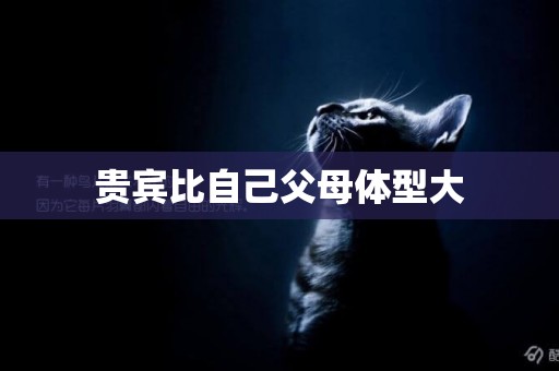 貴賓比自己父母體型大