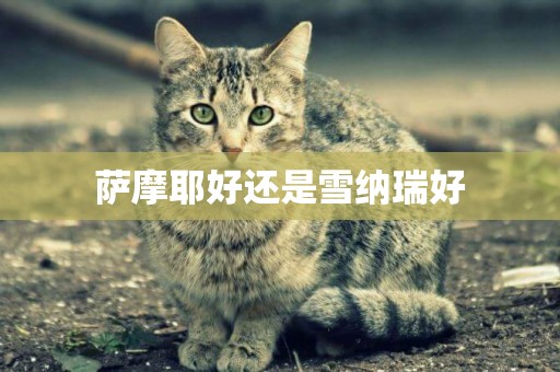薩摩耶好還是雪納瑞好