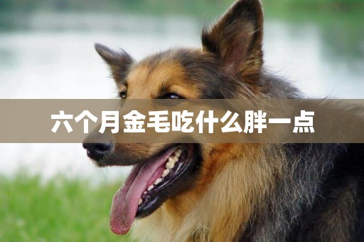 六個月金毛吃什么胖一點