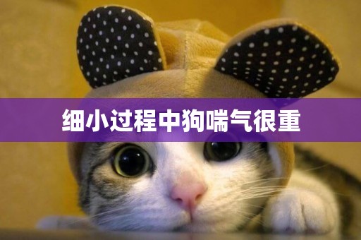 細小過程中狗喘氣很重