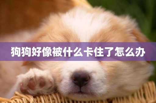 狗狗好像被什么卡住了怎么辦
