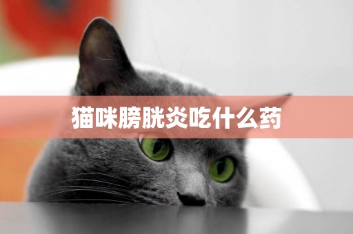 貓咪膀胱炎吃什么藥