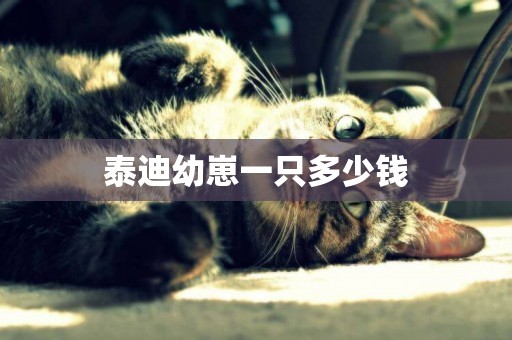 泰迪幼崽一只多少錢