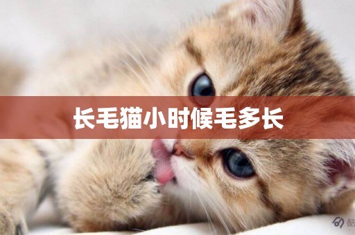 長毛貓小時候毛多長