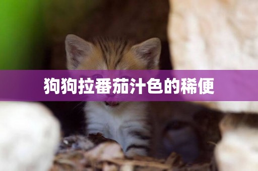 狗狗拉番茄汁色的稀便