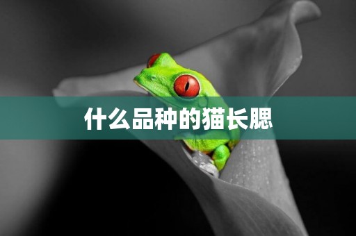 什么品種的貓長腮