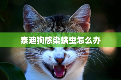 泰迪狗感染螨蟲怎么辦