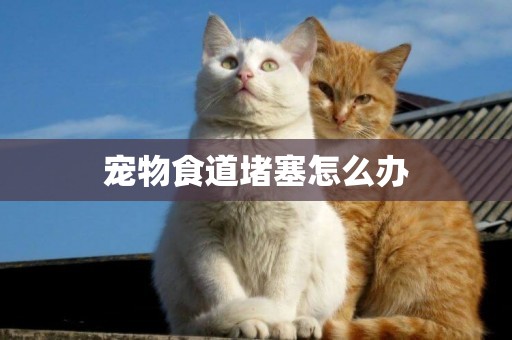 寵物食道堵塞怎么辦