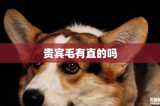 貴賓毛有直的嗎