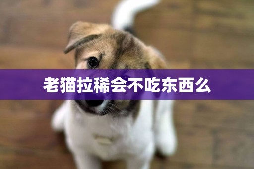 老貓拉稀會不吃東西么