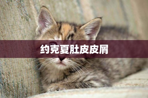 約克夏肚皮皮屑