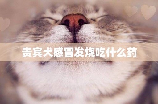 貴賓犬感冒發燒吃什么藥