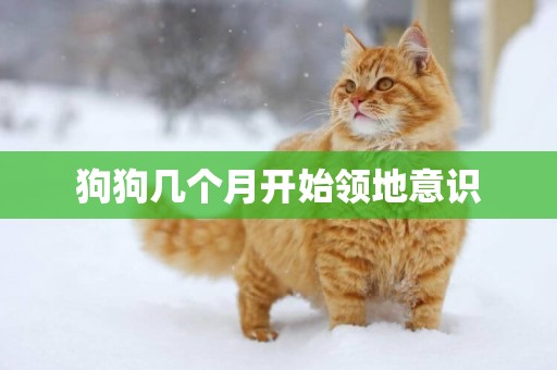 狗狗幾個月開始領地意識