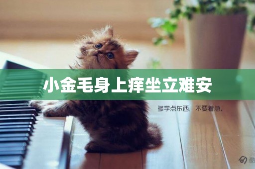 小金毛身上癢坐立難安