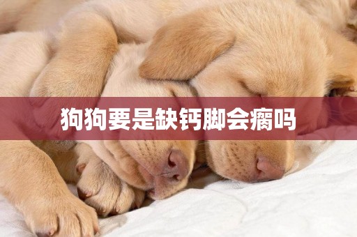 狗狗要是缺鈣腳會瘸嗎