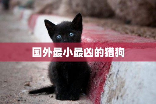 國外最小最兇的獵狗