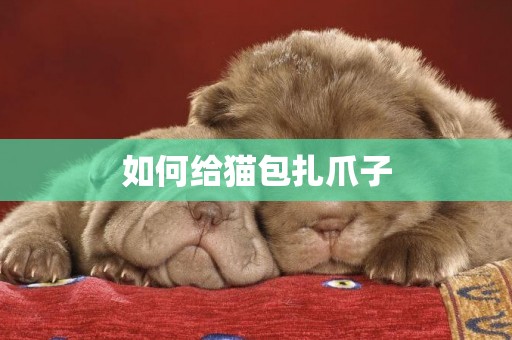 如何給貓包扎爪子