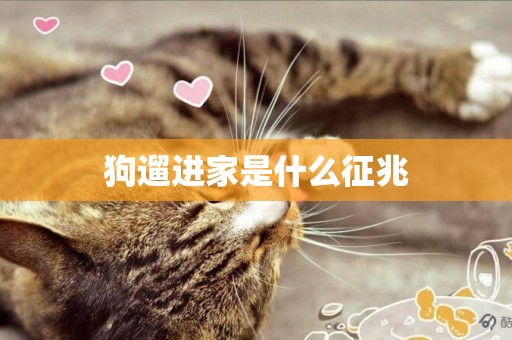 狗遛進家是什么征兆