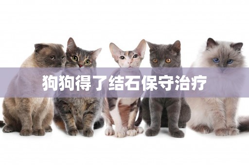 狗狗得了結石保守治療