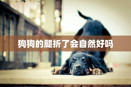 狗狗的腿折了會自然好嗎