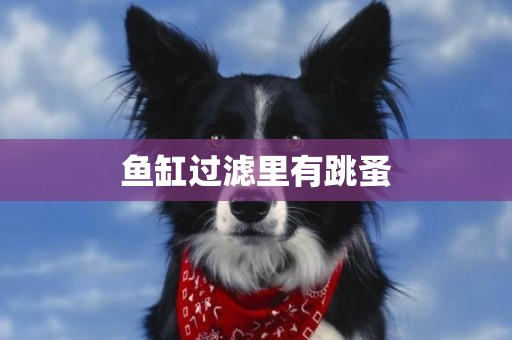 魚缸過濾里有跳蚤