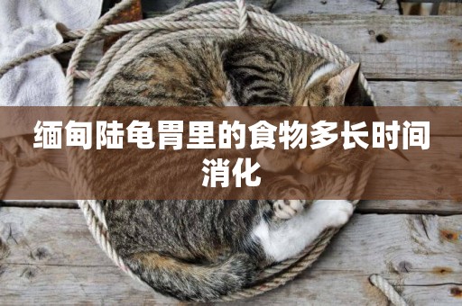 緬甸陸龜胃里的食物多長時間消化