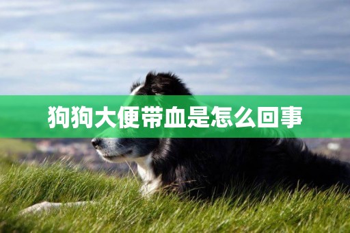 狗狗大便帶血是怎么回事