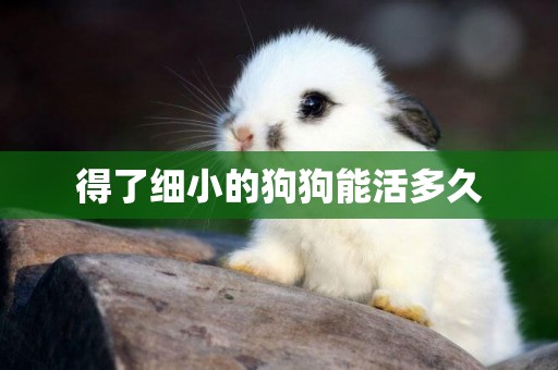 得了細小的狗狗能活多久