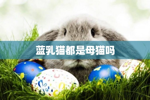 藍乳貓都是母貓嗎