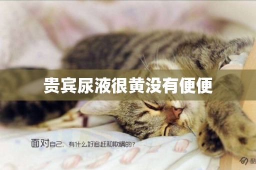 貴賓尿液很黃沒有便便