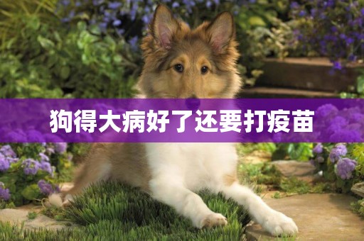 狗得大病好了還要打疫苗