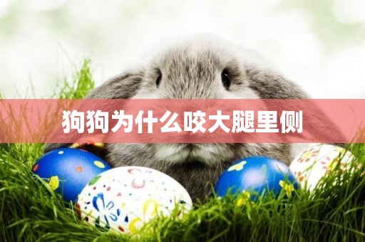 狗狗為什么咬大腿里側