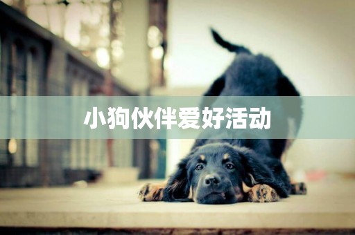小狗伙伴愛好活動