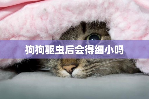 狗狗驅蟲后會得細小嗎