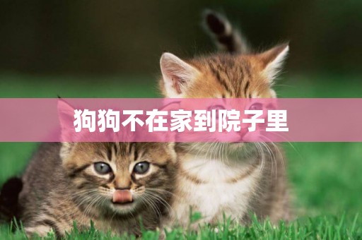 狗狗不在家到院子里