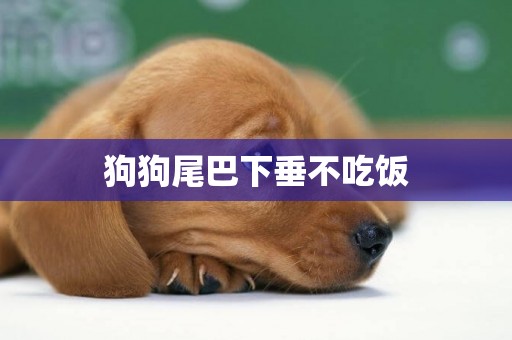 狗狗尾巴下垂不吃飯