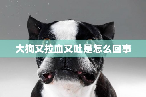 大狗又拉血又吐是怎么回事