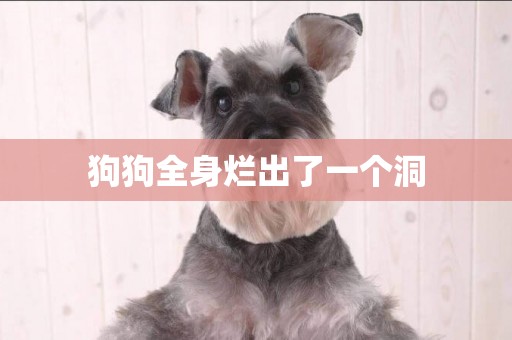 狗狗全身爛出了一個洞