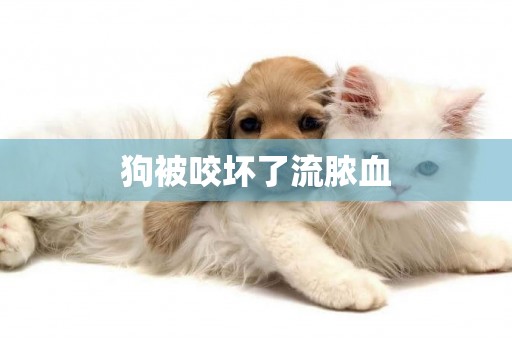 狗被咬壞了流膿血