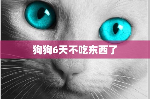 狗狗6天不吃東西了