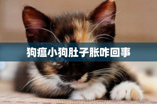 狗瘟小狗肚子脹咋回事